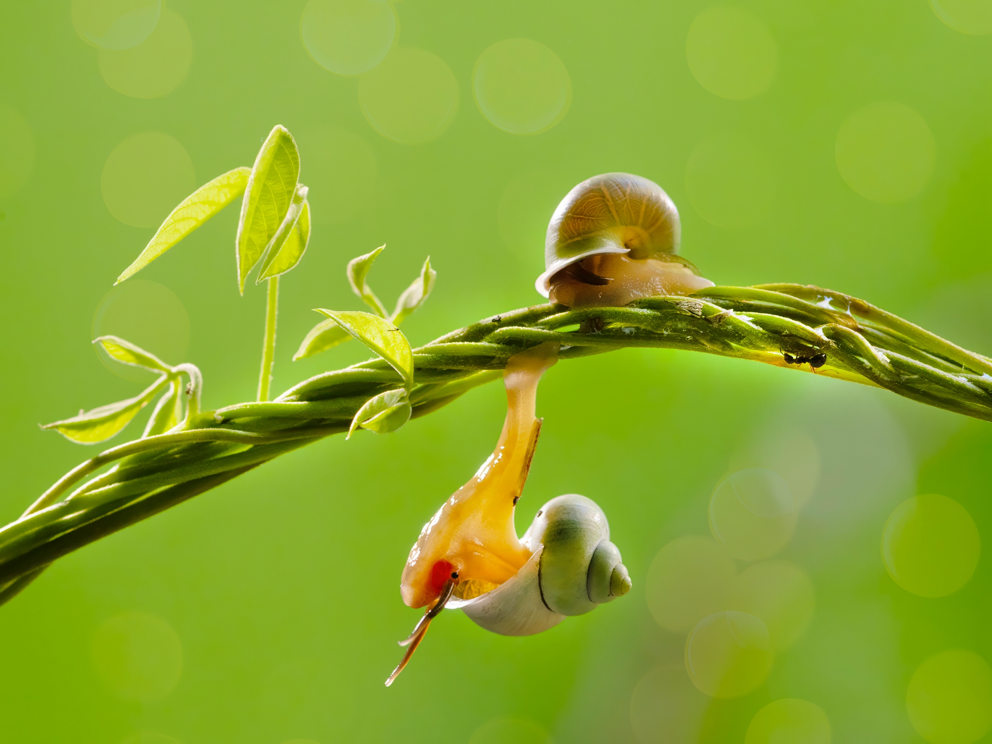3月- 入選-吳(糸秀)華 -哎呀